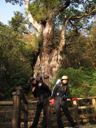 20100418縄文杉朝焼け.jpg