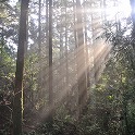 小杉の森に差し込む朝の光