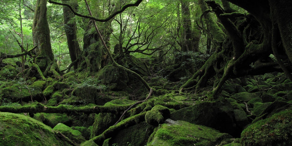 屋久島 白谷雲水峡 半日ガイドツアー 「苔むす森・もののけ姫の森」