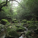 苔と清流