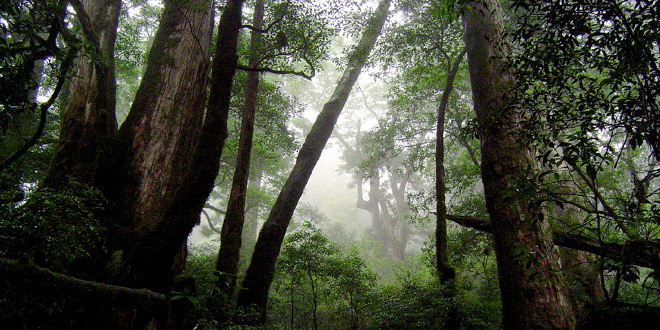 屋久島 ヤクスギランド ガイド ツアー 「巨木と静寂の天文の森」